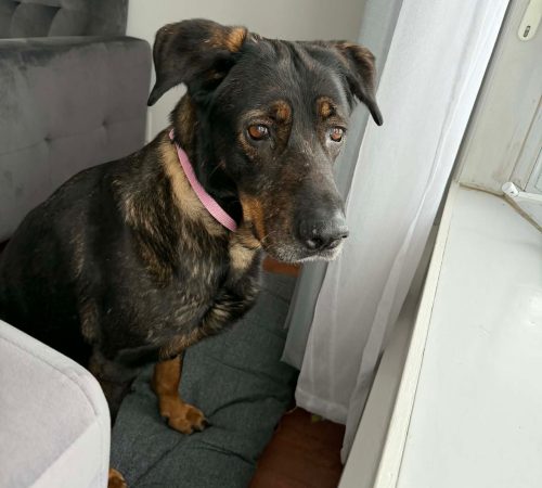 IMG-20260128-WA0004 (1)