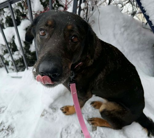 IMG-20260128-WA0005 (1)