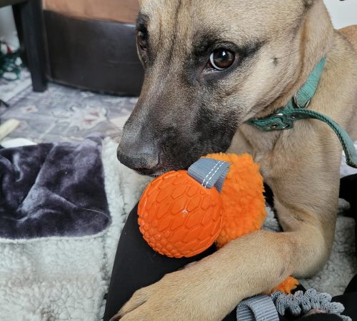 IMG-20260128-WA0008 (1)