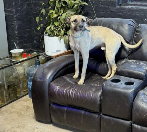 IMG-20260130-WA0007 (1)