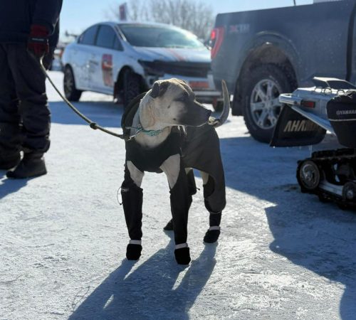 IMG-20260201-WA0019 (1)