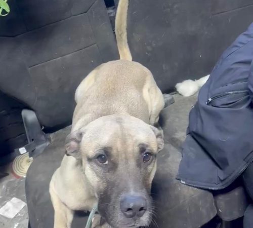 IMG-20260201-WA0020 (1)