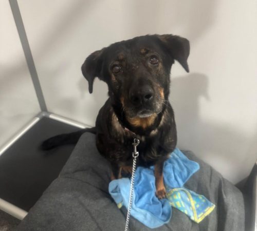 IMG-20260204-WA0001 (1)