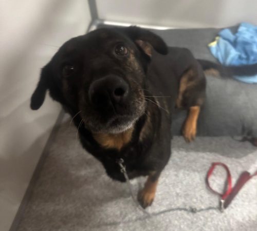 IMG-20260204-WA0002 (1)