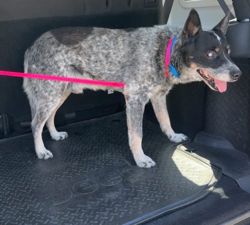 CjYKMlNuYXBjaGF0LzEzLjYxLjAuNDYgKGlQaG9uZTE2LDI7IGlPUyAxOC42LjI7IGd6aXApIAI=