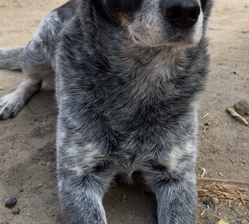 CjUKMVNuYXBjaGF0LzEzLjYyLjEuMCAoaVBob25lMTYsMjsgaU9TIDE4LjYuMjsgZ3ppcCkgAg==